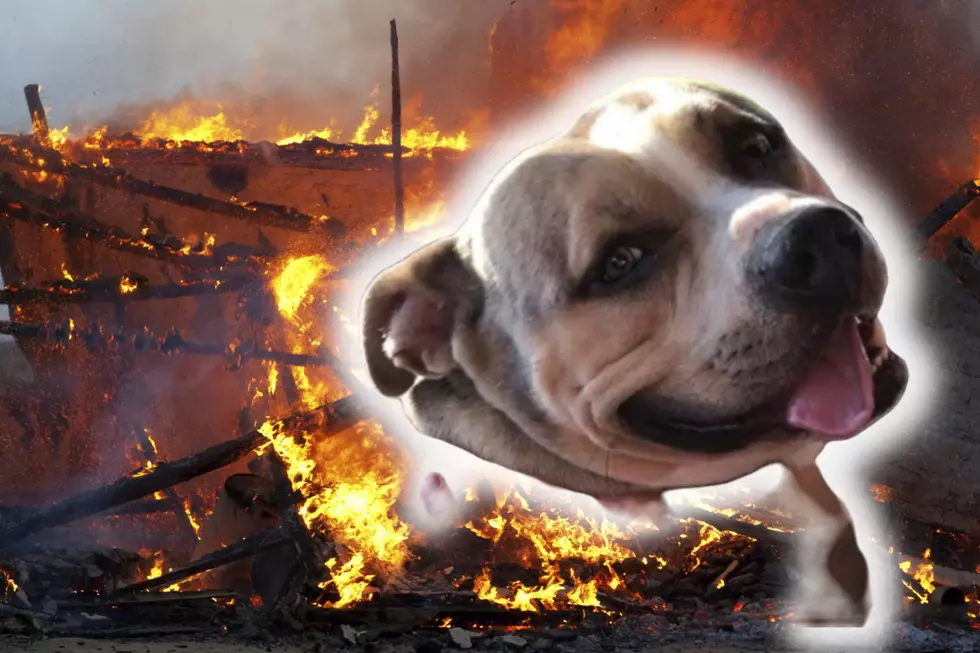 Faithful Texas Pitbull Loses His Life to Save His People