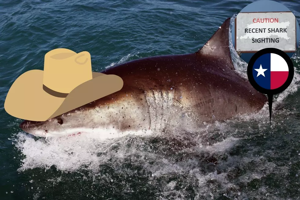 Why Do Great White Sharks Hate Texas?